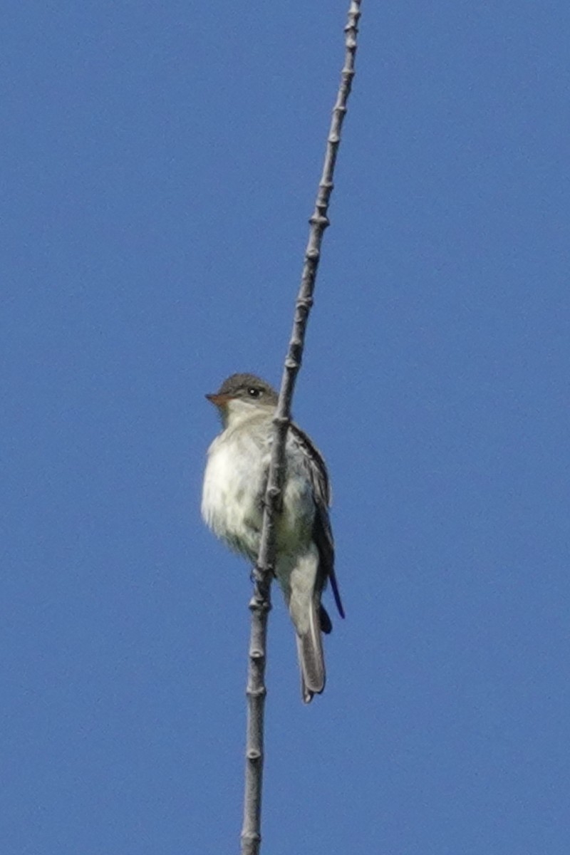 Least Flycatcher - ML619988589