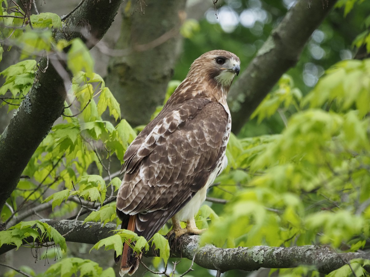 Red-tailed Hawk - ML619988594