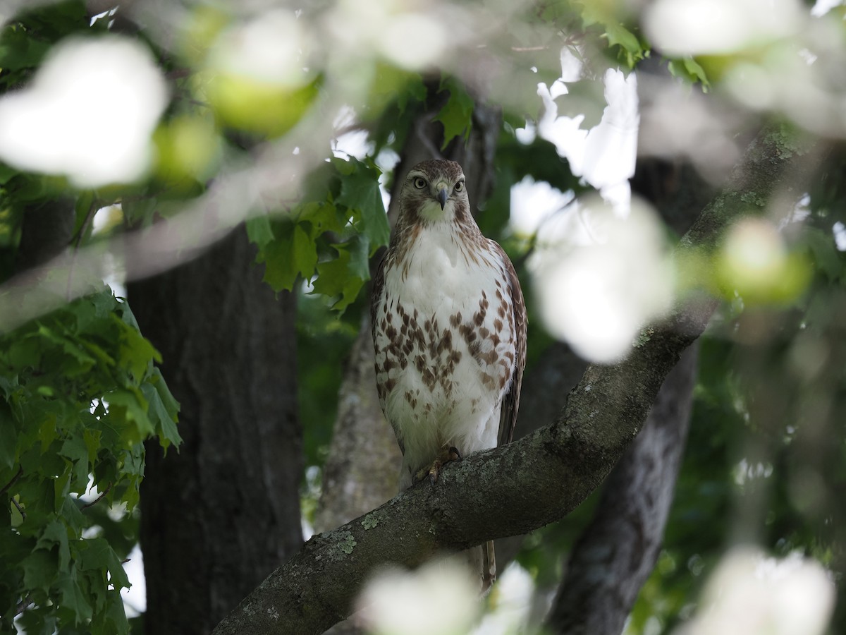 Red-tailed Hawk - ML619988597