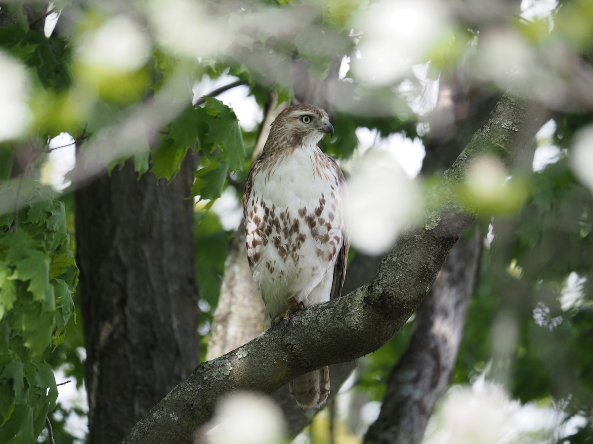 Red-tailed Hawk - ML619988599