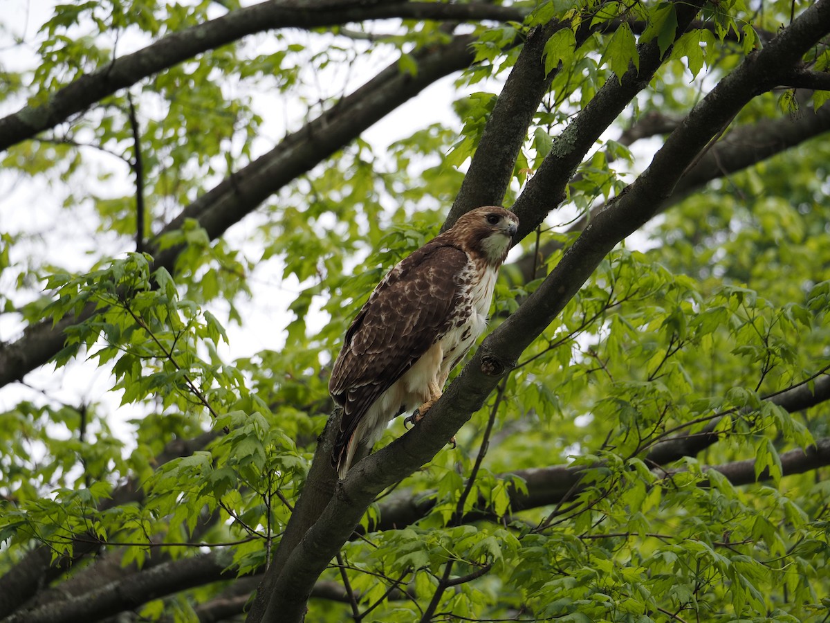 Red-tailed Hawk - ML619988601
