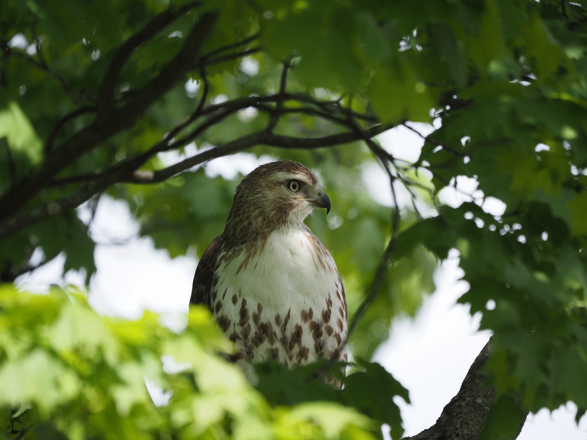 Red-tailed Hawk - ML619988603