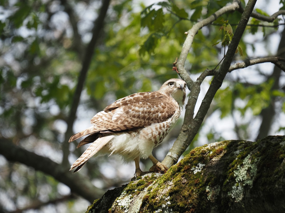 Red-tailed Hawk - ML619988607