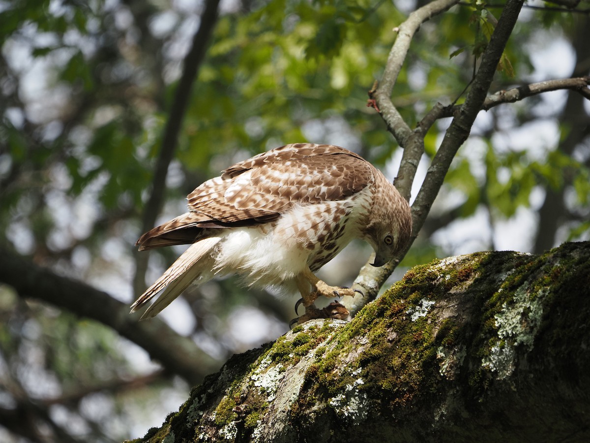 Red-tailed Hawk - ML619988608