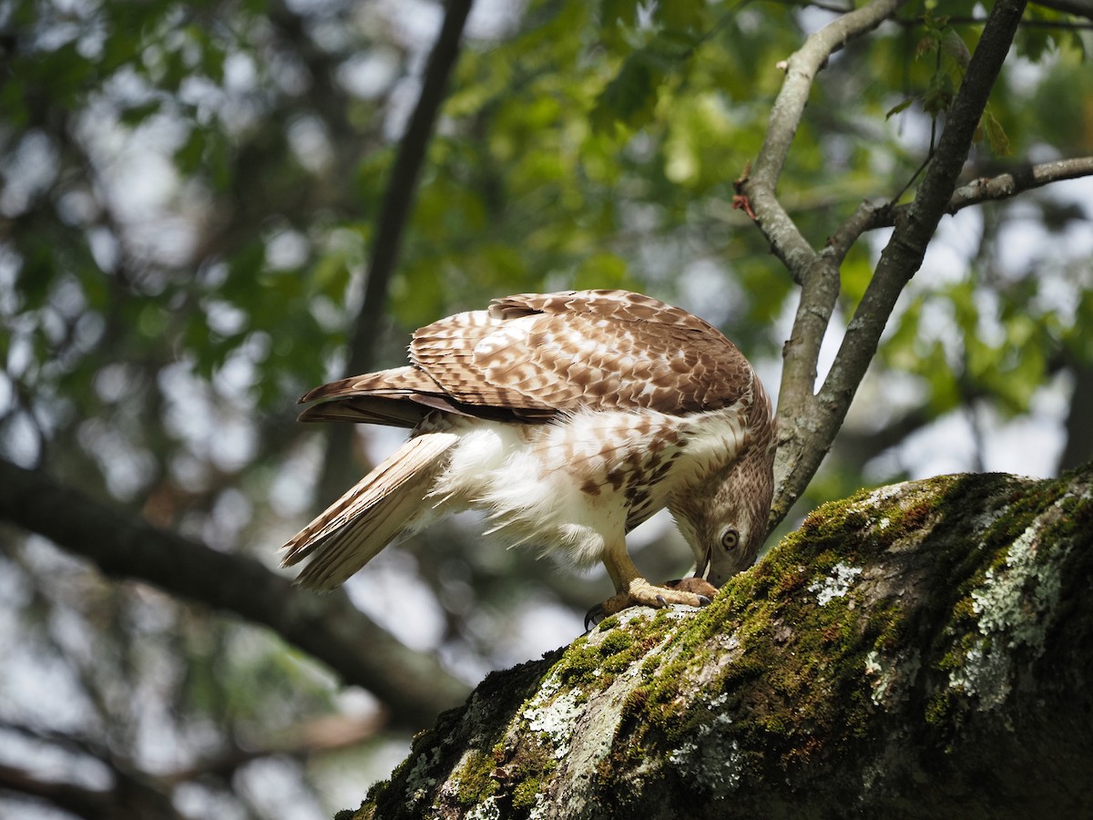Red-tailed Hawk - ML619988609
