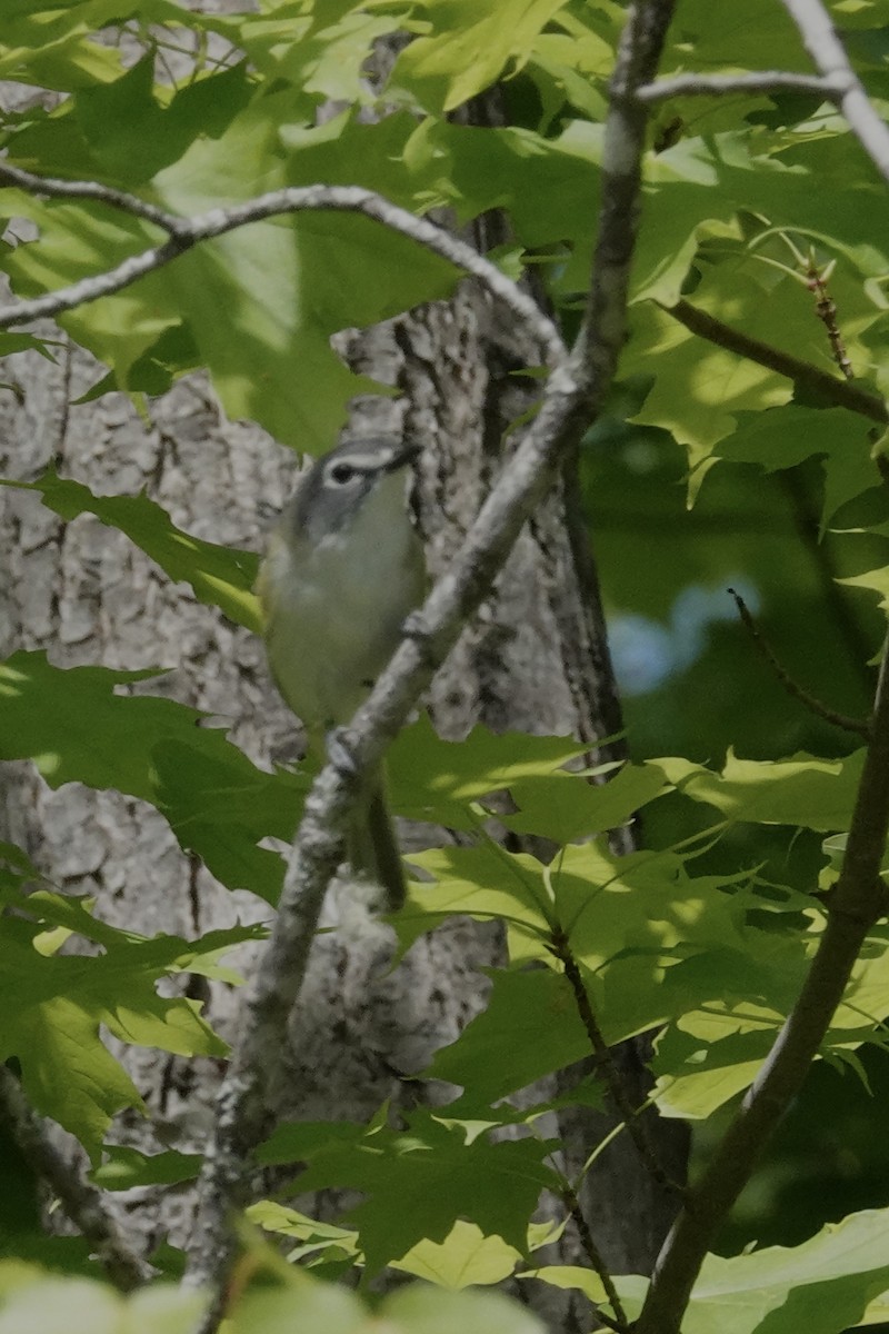 Blue-headed Vireo - ML619988611