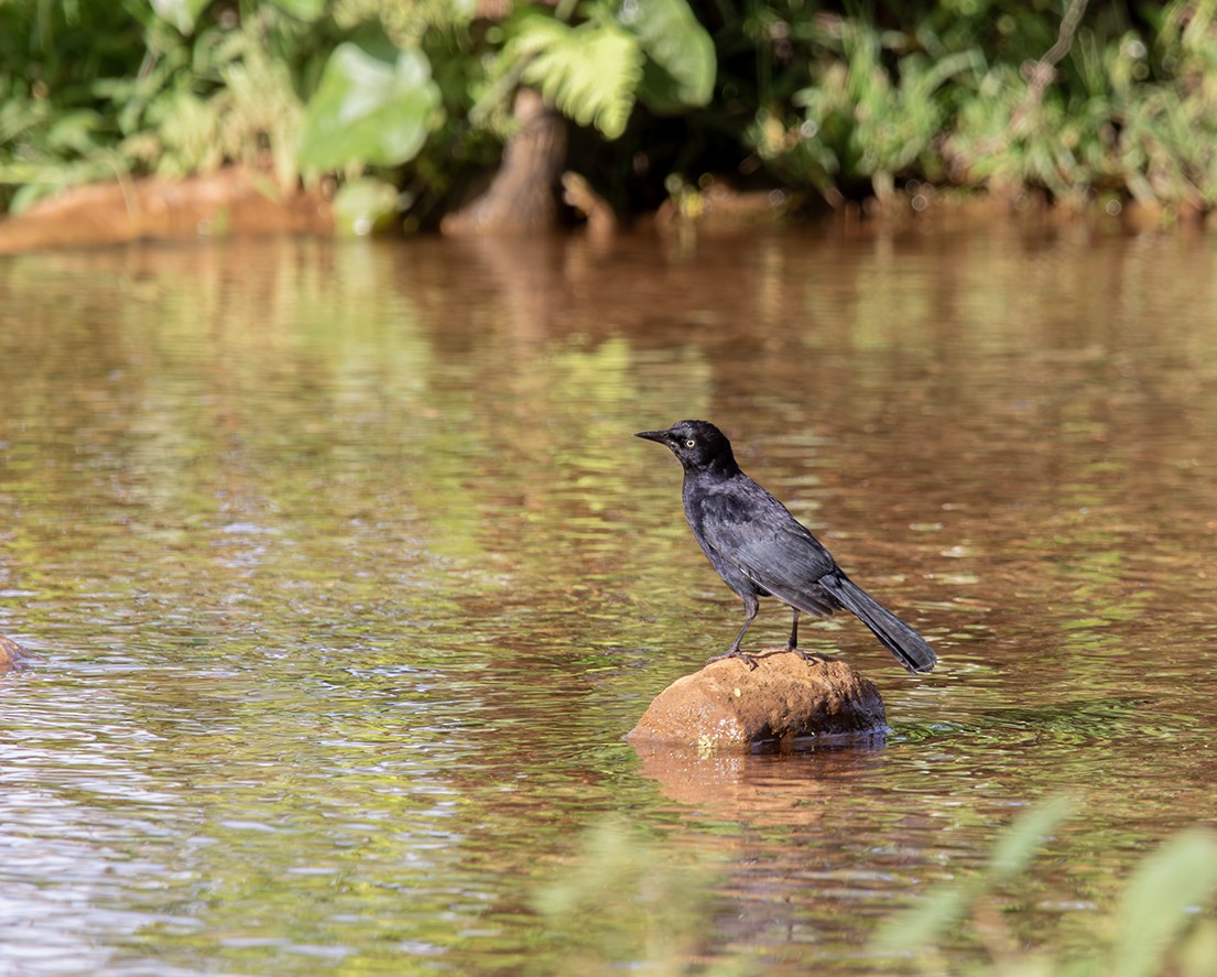 Greater Antillean Grackle - ML619988617