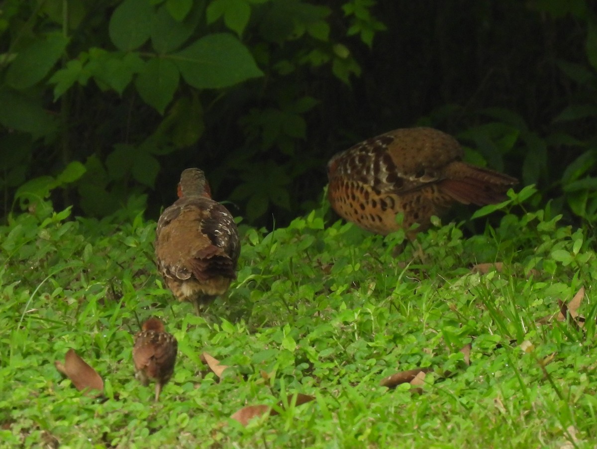 Chinese Bamboo-Partridge - ML619988618