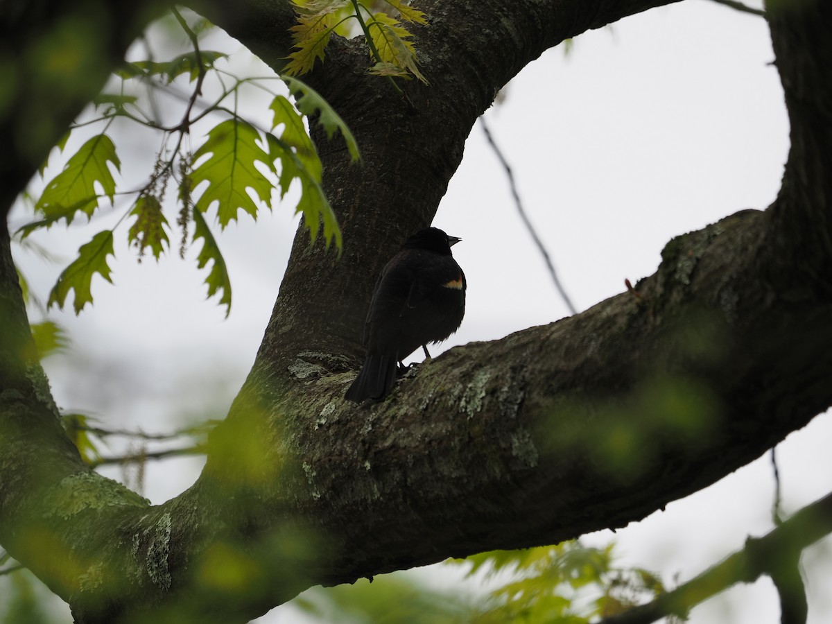 Red-winged Blackbird - ML619988624