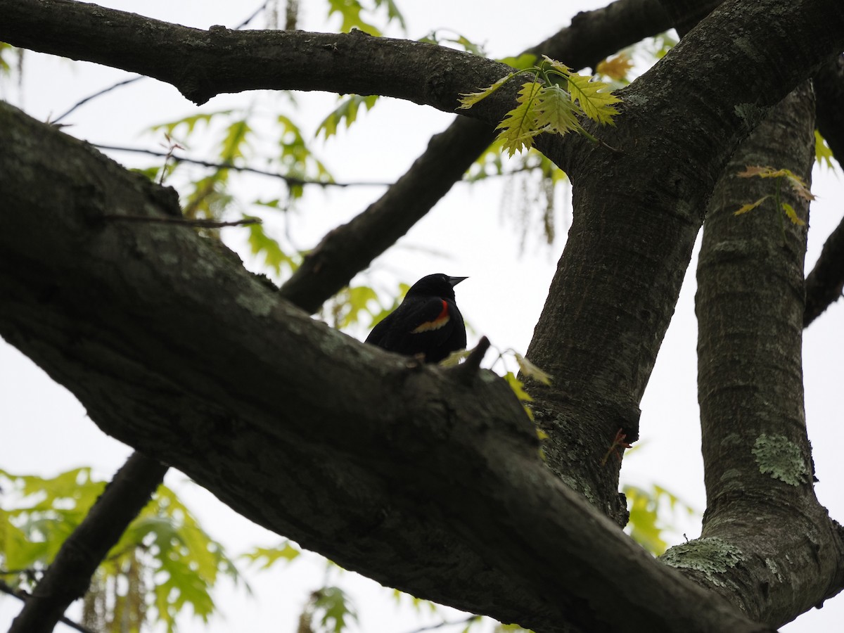 Red-winged Blackbird - ML619988627