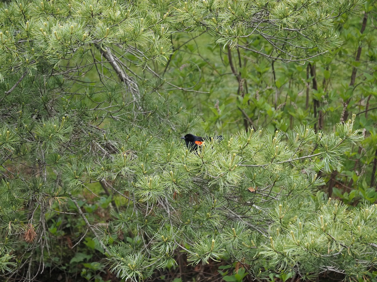 Red-winged Blackbird - ML619988628