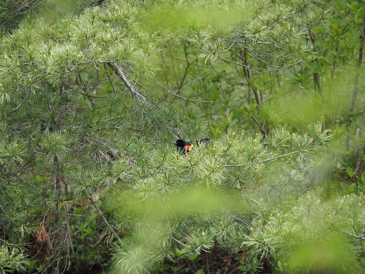 Red-winged Blackbird - ML619988629