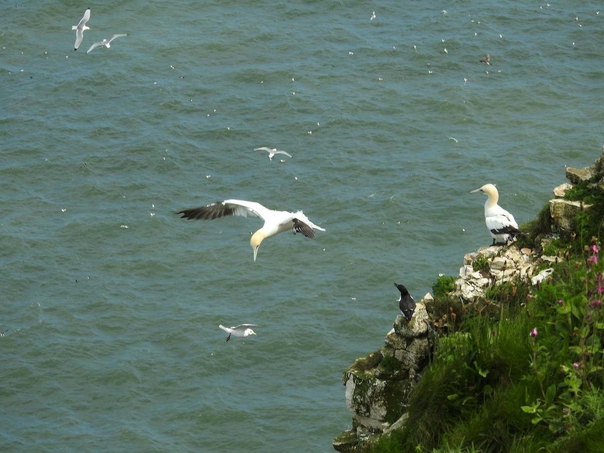 Northern Gannet - ML619988640