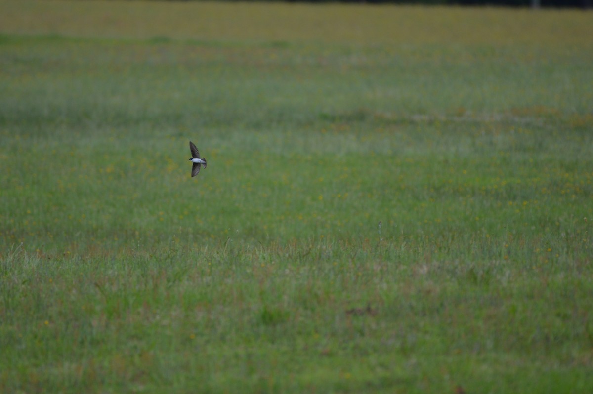 Tree Swallow - ML619988641