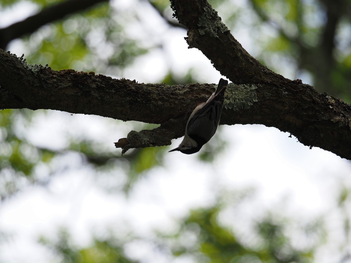 White-breasted Nuthatch - ML619988648