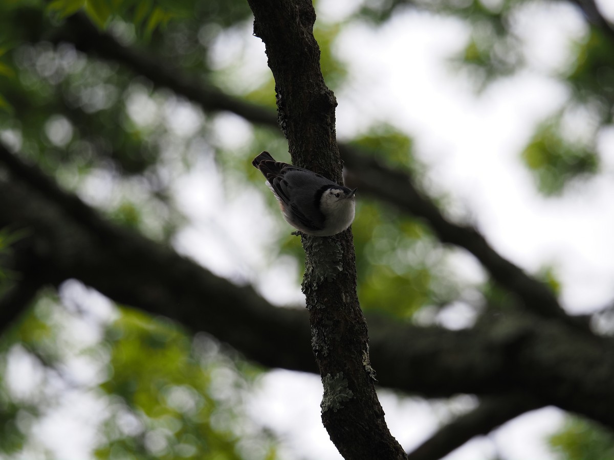 White-breasted Nuthatch - ML619988650