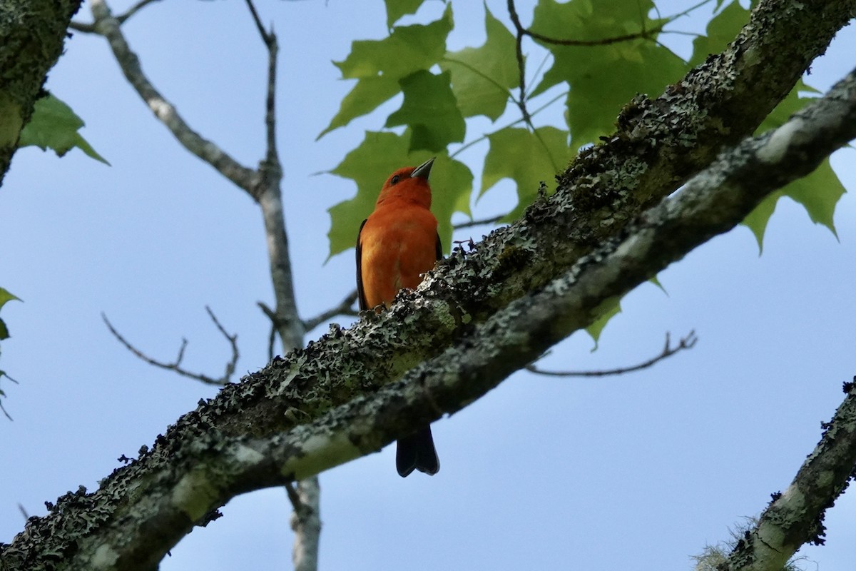 Scarlet Tanager - ML619988660