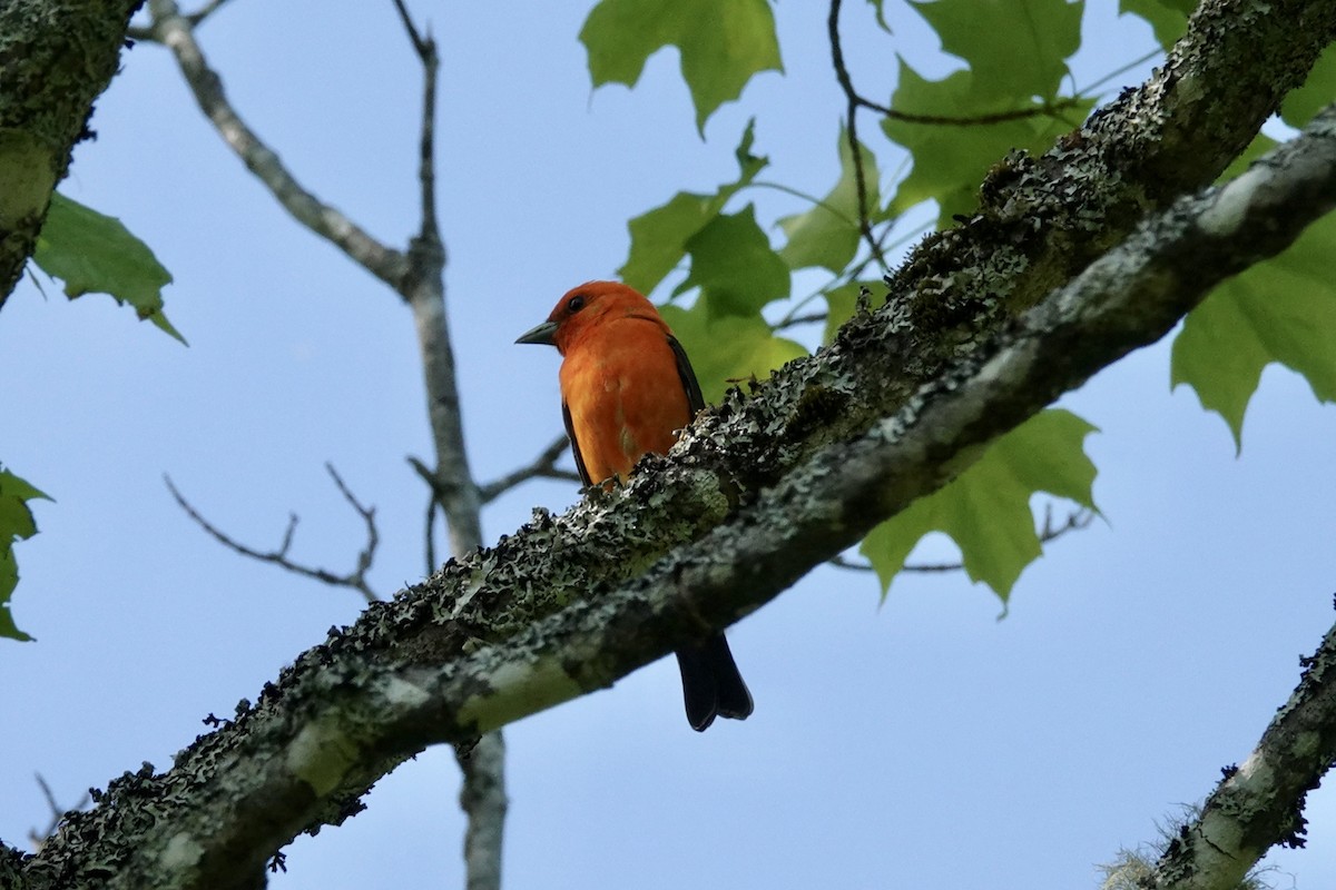 Scarlet Tanager - ML619988661