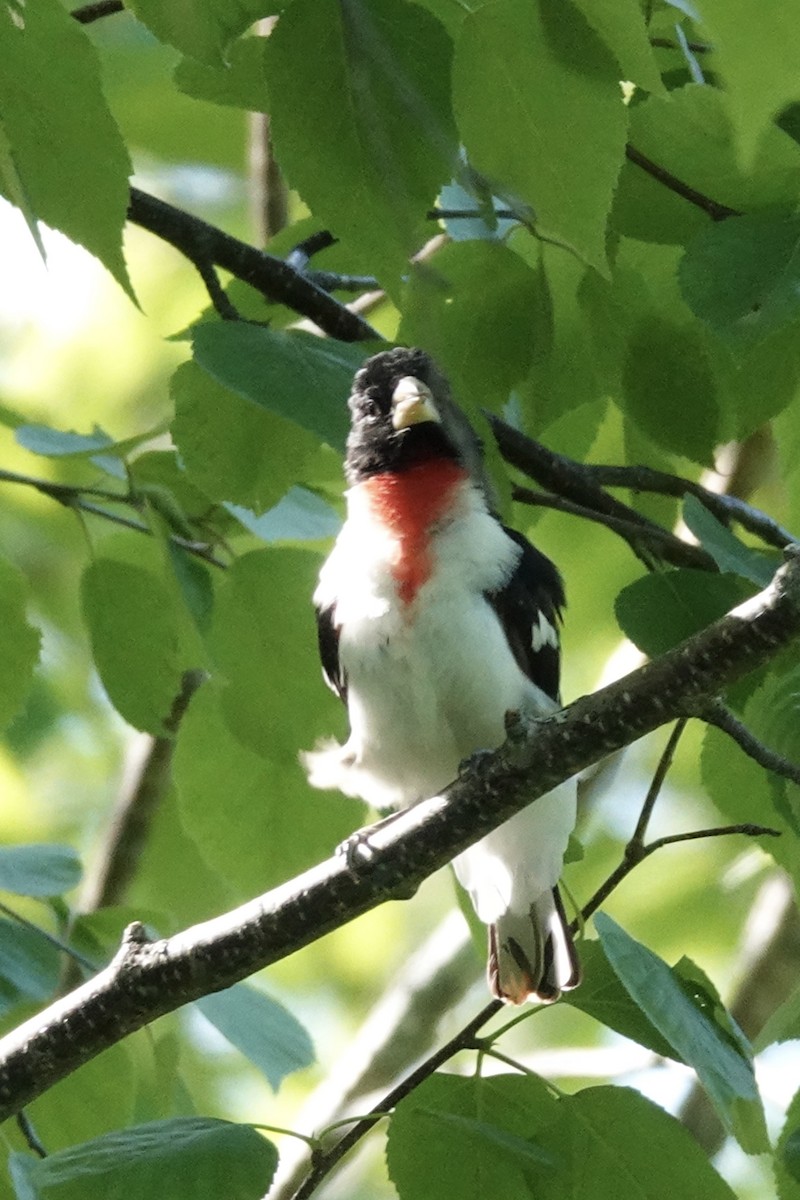 Cardinal à poitrine rose - ML619988665