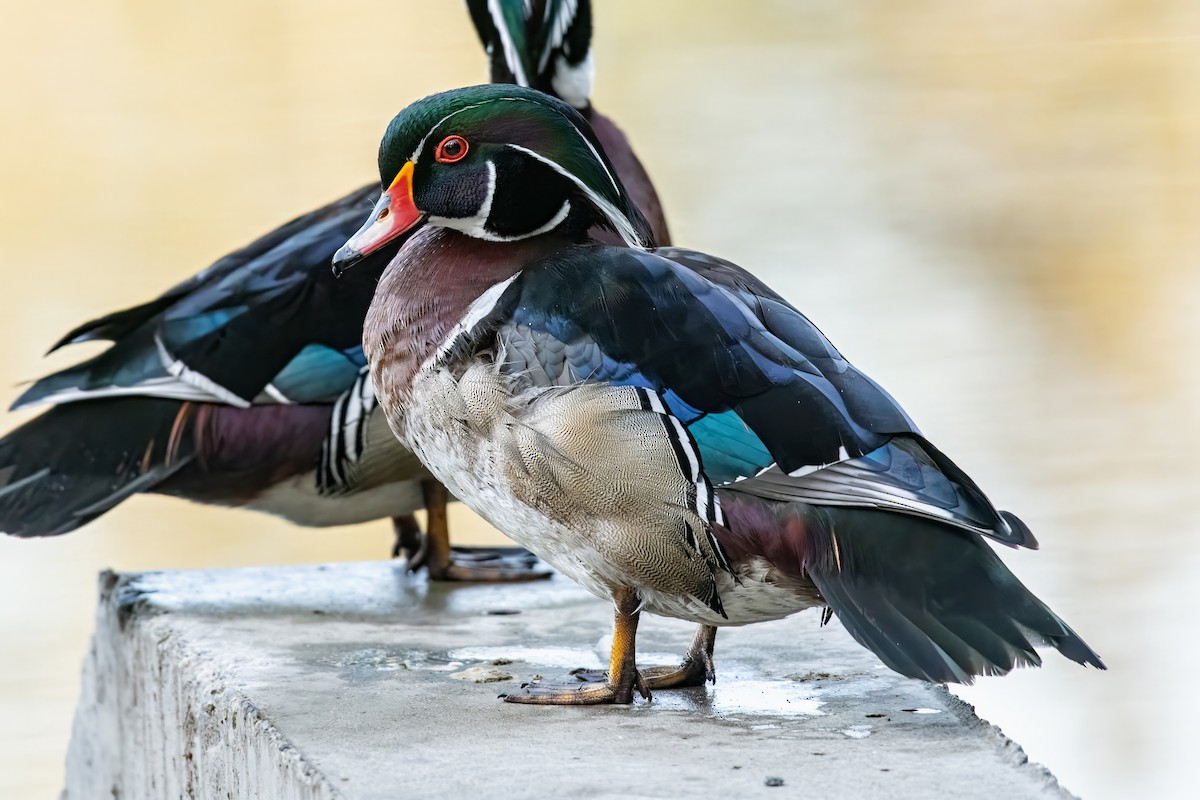 Wood Duck - ML619988669