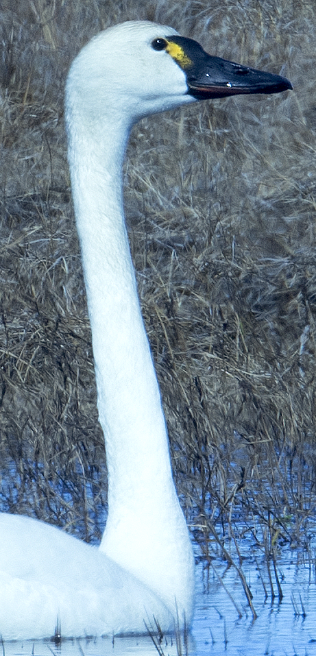 Tundra Swan - ML619988678