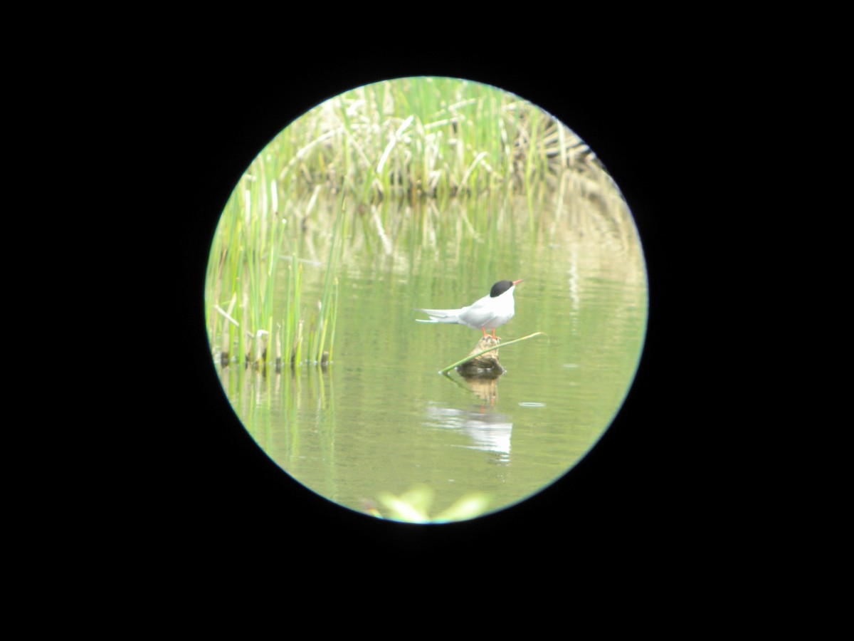 Arctic Tern - ML619988683