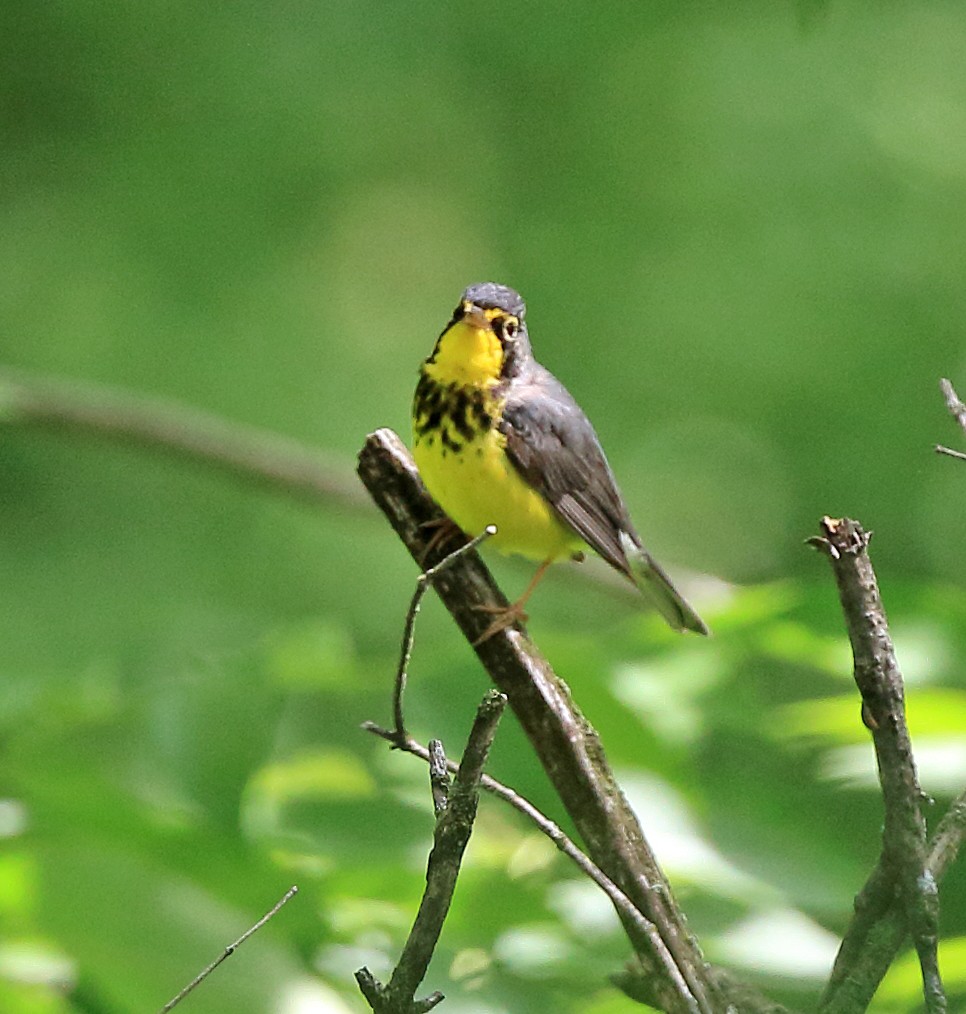 Canada Warbler - ML619988685