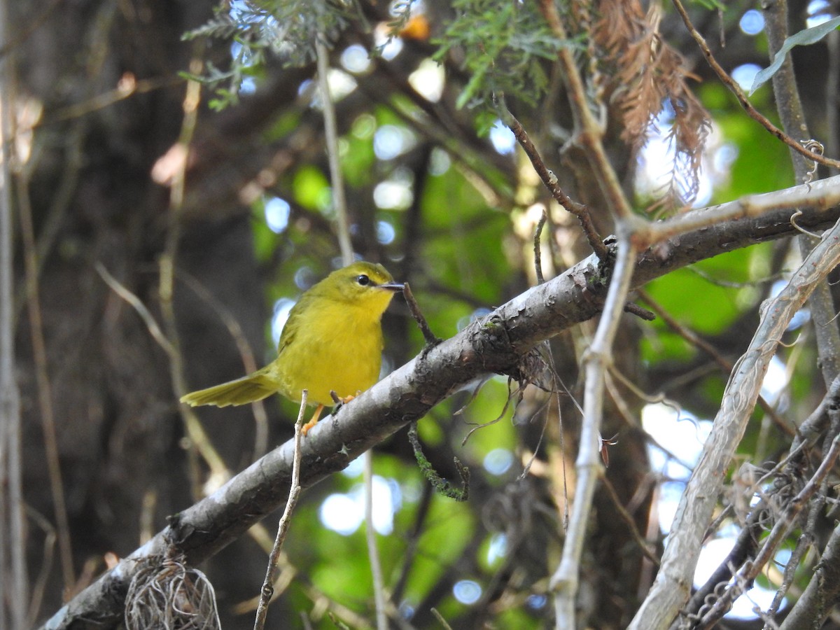 Flavescent Warbler - ML619988687