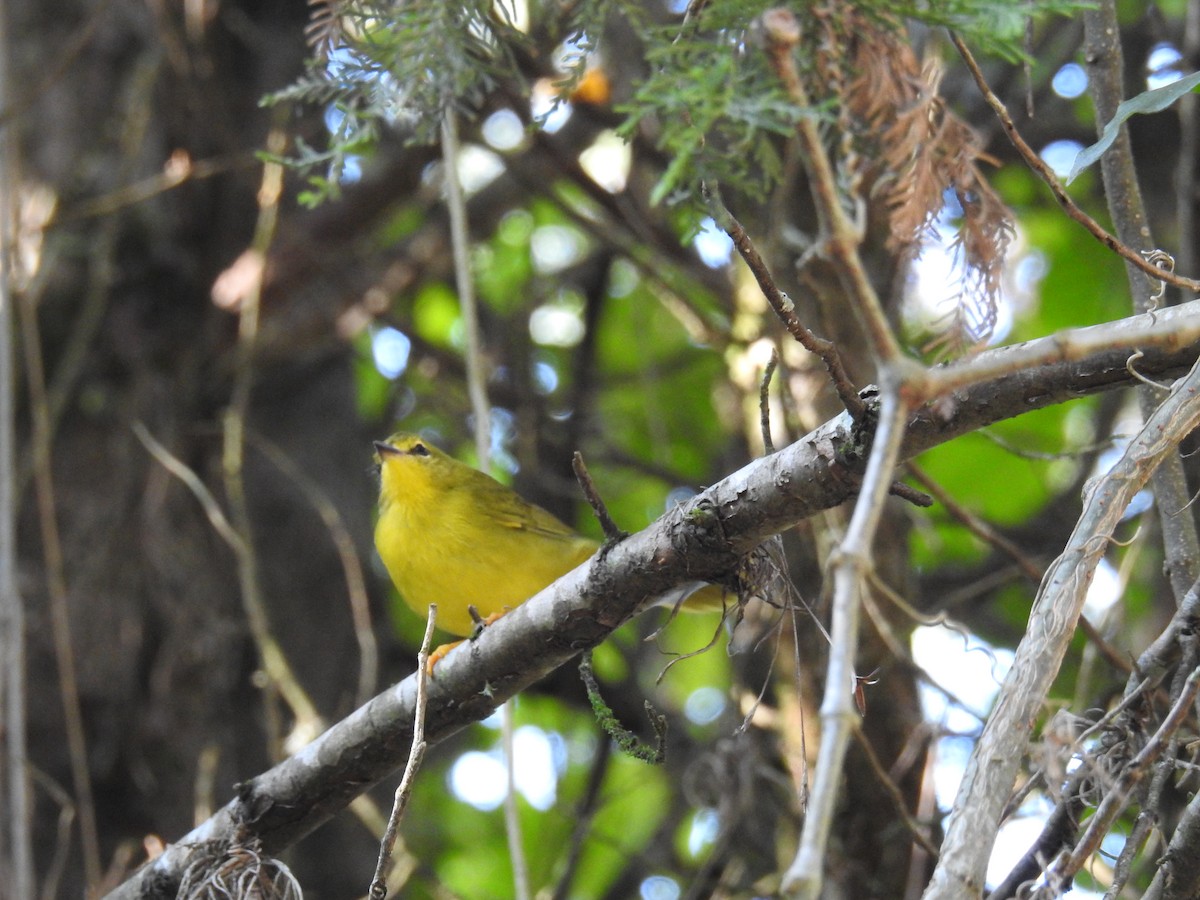 Flavescent Warbler - ML619988690