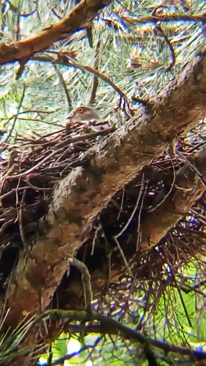 Eurasian Sparrowhawk - ML619988703