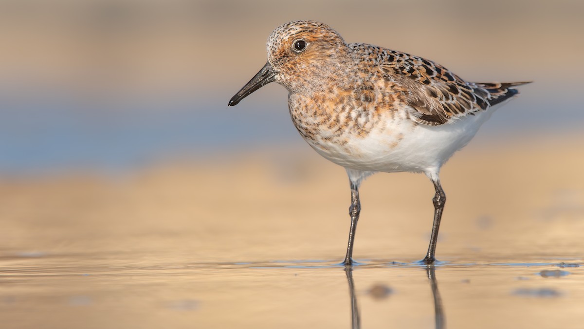 Bécasseau sanderling - ML619988710