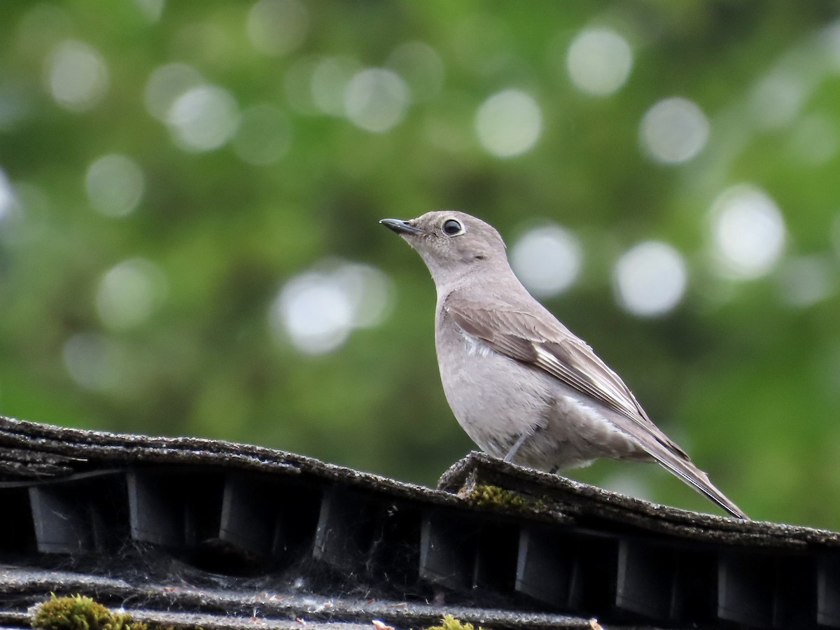 Townsend's Solitaire - ML619988712