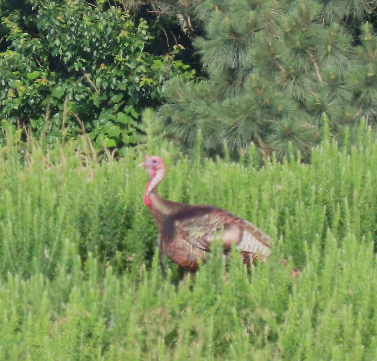 Guajolote Gallipavo - ML619988713