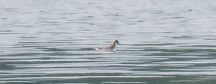 Red-necked Phalarope - ML619988714