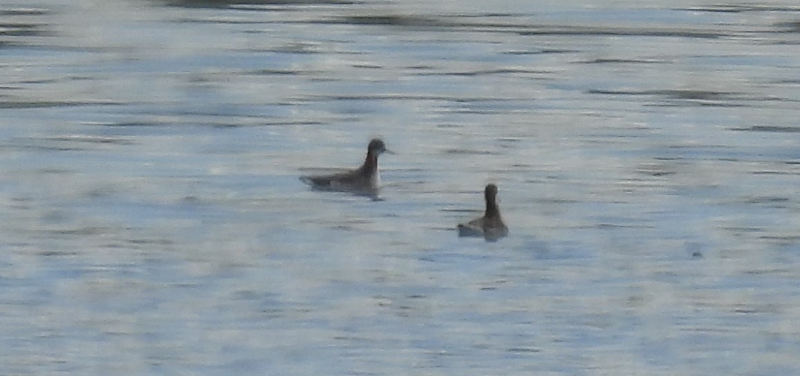 Red-necked Phalarope - ML619988722