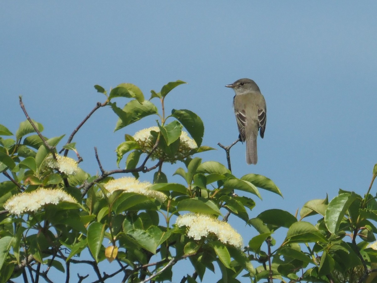 Willow Flycatcher - ML619988734