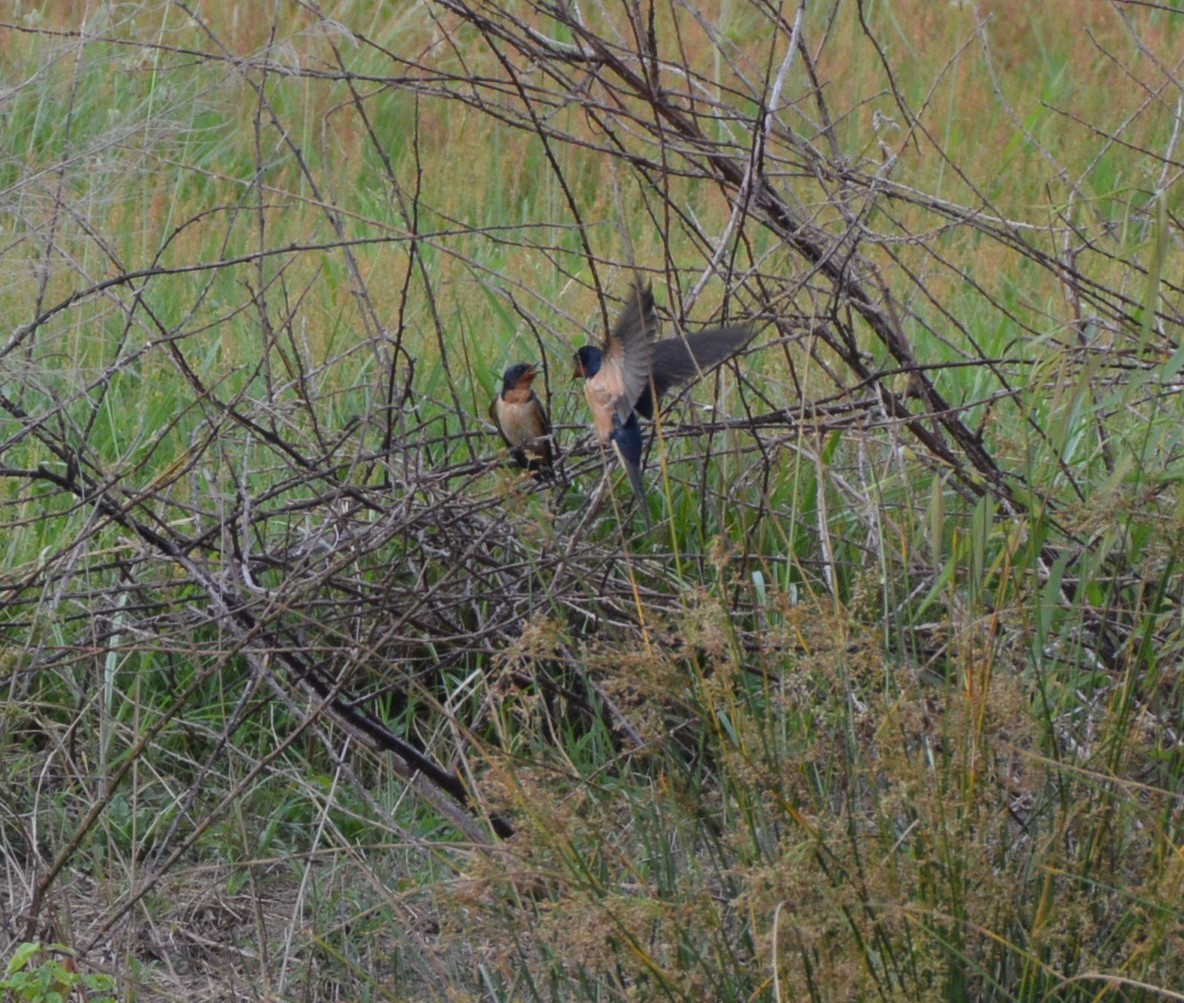 Barn Swallow - ML619988745