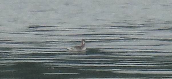 Red-necked Phalarope - ML619988747