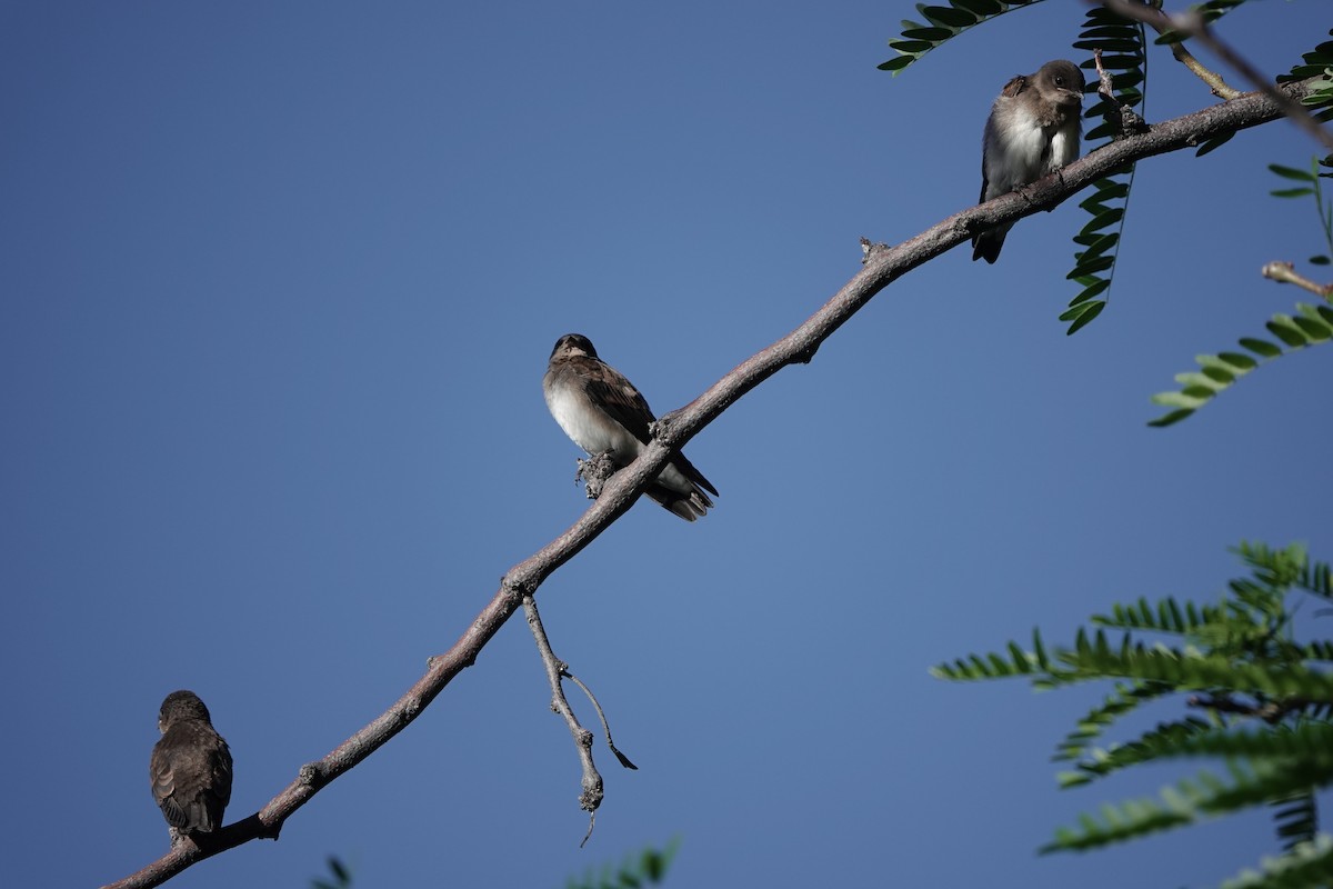 Hirondelle à ailes hérissées - ML619988752