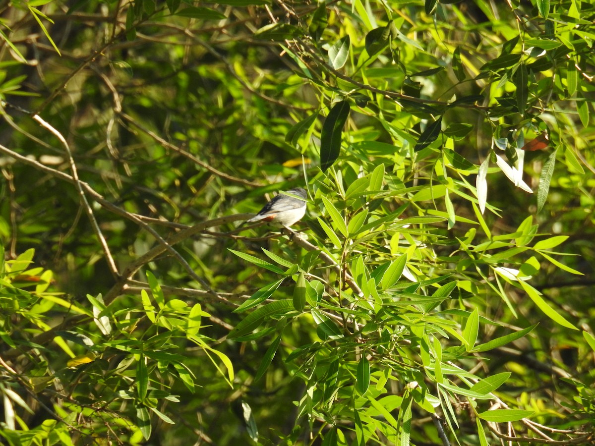 Chestnut-vented Conebill - ML619988762