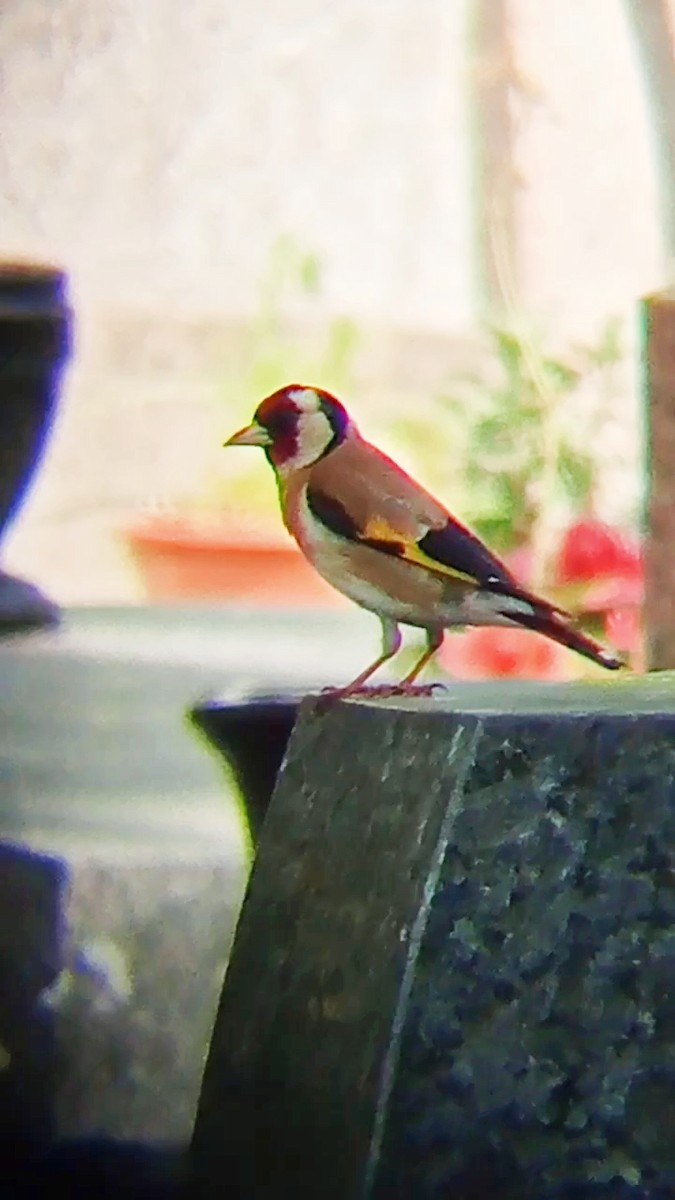 European Goldfinch - ML619988769