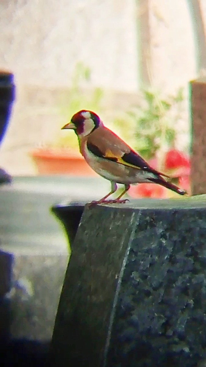 European Goldfinch - ML619988772