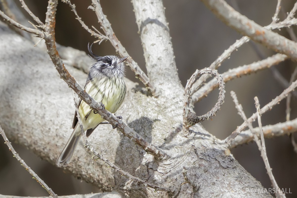 Tufted Tit-Tyrant - ML619988773