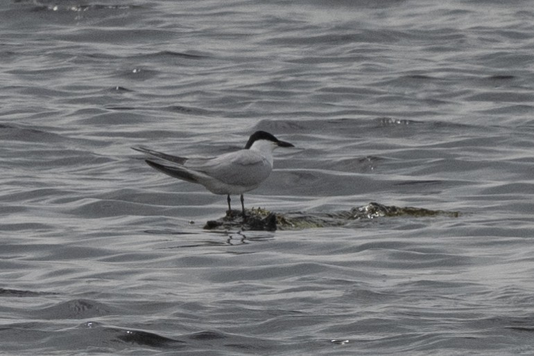 Gull-billed Tern - ML619988775