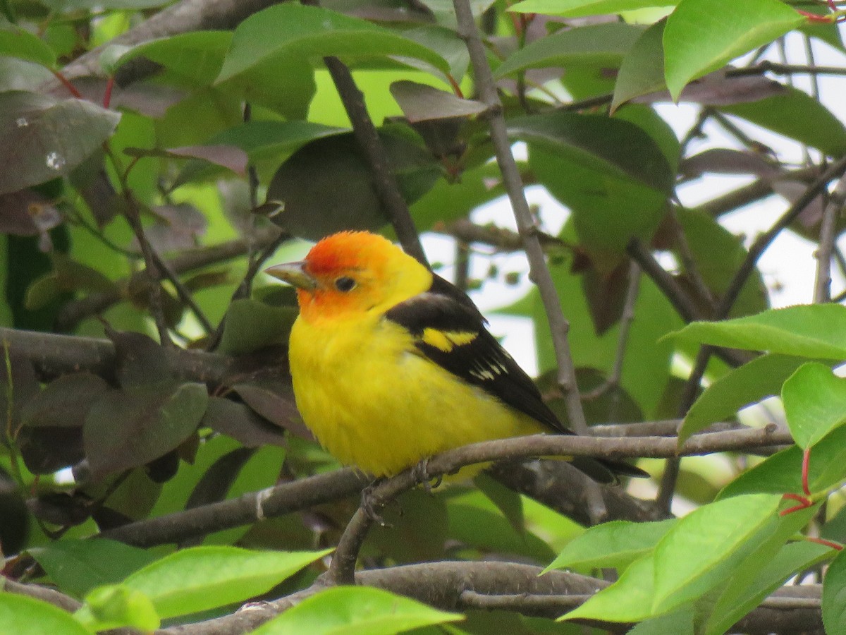 Western Tanager - ML619988777