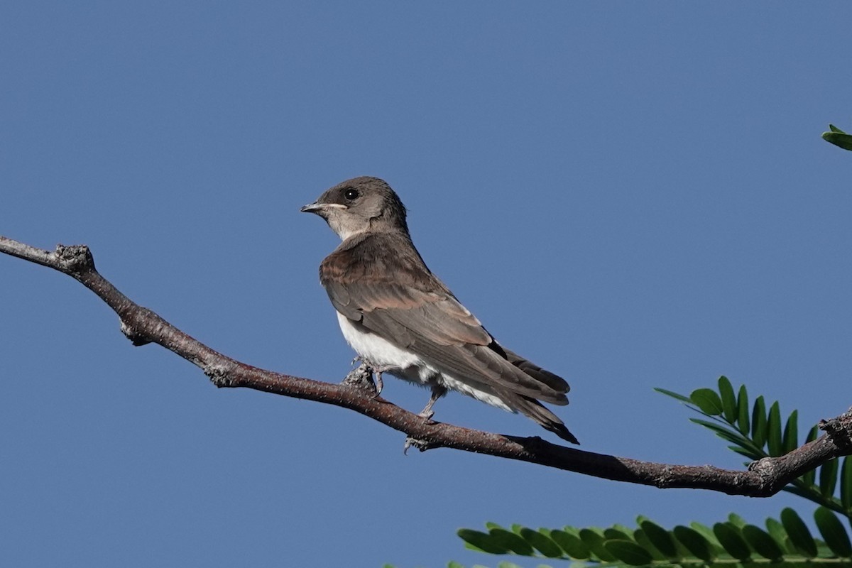 Northern Rough-winged Swallow - ML619988778