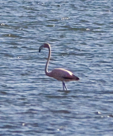 American Flamingo - ML619988784