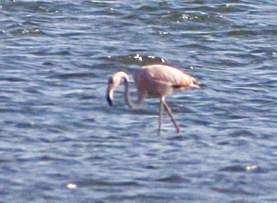 American Flamingo - ML619988791