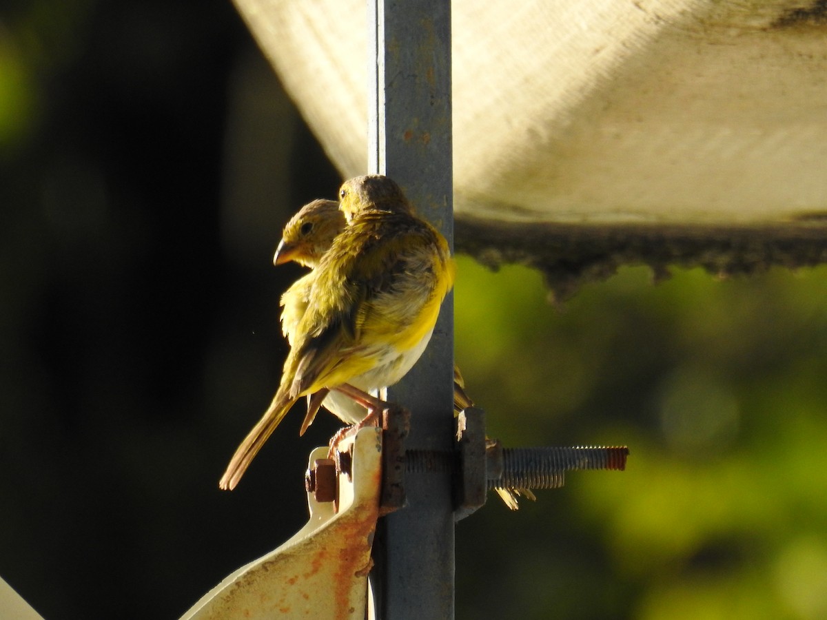 Saffron Finch - ML619988794