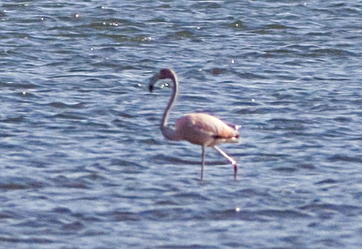 American Flamingo - ML619988797